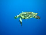 Curacao 04-12 536